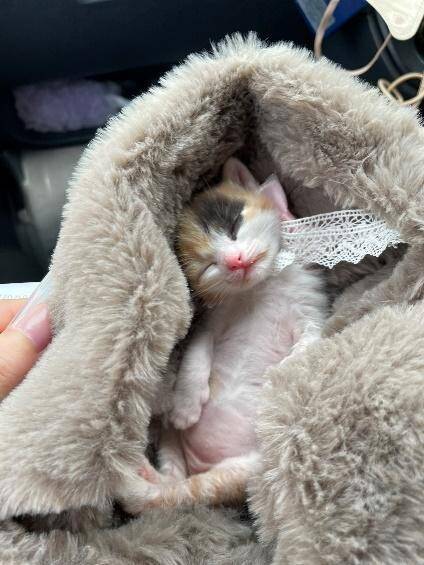 “バブみ”がたまらん…！民家の庭で産まれた赤ちゃん三毛猫→数年後の気品あふれる姿に驚き／2025 人気記事top5