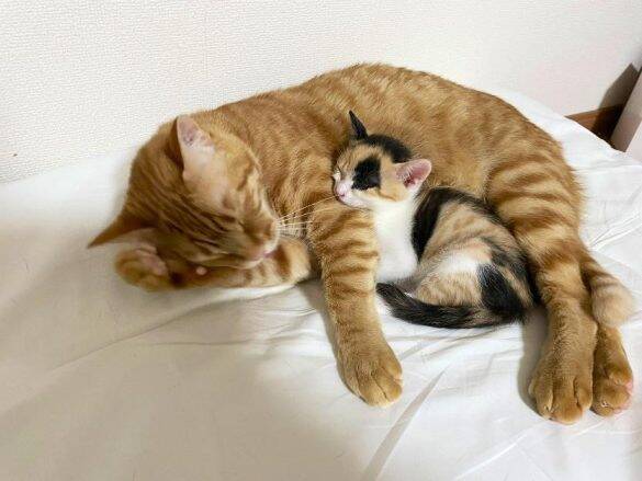 “バブみ”がたまらん…！民家の庭で産まれた赤ちゃん三毛猫→数年後の気品あふれる姿に驚き／2025 人気記事top5