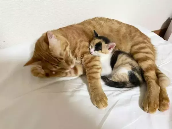 「“バブみ”がたまらん…！民家の庭で産まれた赤ちゃん三毛猫→数年後の気品あふれる姿に驚き／2025 人気記事top5」の画像