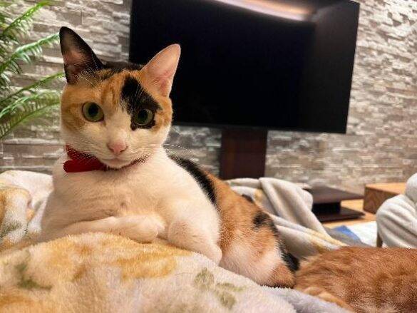 “バブみ”がたまらん…！民家の庭で産まれた赤ちゃん三毛猫→数年後の気品あふれる姿に驚き／2025 人気記事top5