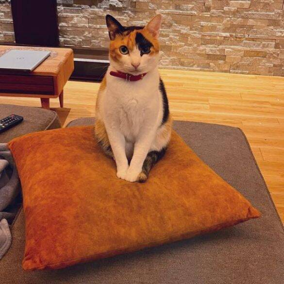 “バブみ”がたまらん…！民家の庭で産まれた赤ちゃん三毛猫→数年後の気品あふれる姿に驚き／2025 人気記事top5