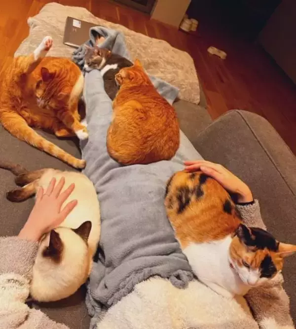 「“バブみ”がたまらん…！民家の庭で産まれた赤ちゃん三毛猫→数年後の気品あふれる姿に驚き／2025 人気記事top5」の画像