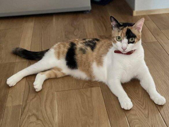 “バブみ”がたまらん…！民家の庭で産まれた赤ちゃん三毛猫→数年後の気品あふれる姿に驚き／2025 人気記事top5