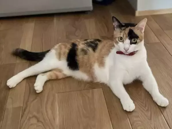 「“バブみ”がたまらん…！民家の庭で産まれた赤ちゃん三毛猫→数年後の気品あふれる姿に驚き／2025 人気記事top5」の画像