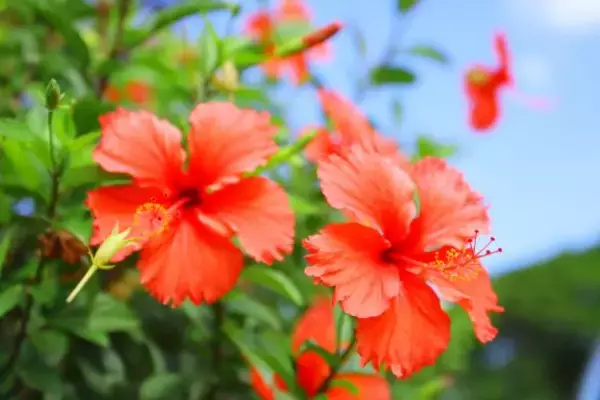 「葬式で号泣する見知らぬ女性にギョッ、「どちら様？」と聞いてみたら／びっくり体験人気記事」の画像