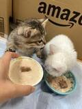 「「目が開かない」ボロボロの子猫を保護。18年間、子猫を救ってきた女性が“2匹とも家族”にした理由」の画像1