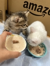 「目が開かない」ボロボロの子猫を保護。18年間、子猫を救ってきた女性が“2匹とも家族”にした理由