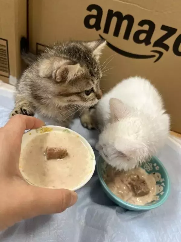 「目が開かない」ボロボロの子猫を保護。18年間、子猫を救ってきた女性が“2匹とも家族”にした理由