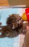 「「目が開かない」ボロボロの子猫を保護。18年間、子猫を救ってきた女性が“2匹とも家族”にした理由」の画像2