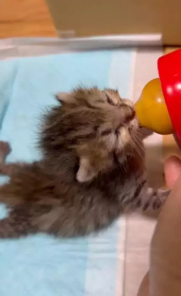 「「目が開かない」ボロボロの子猫を保護。18年間、子猫を救ってきた女性が“2匹とも家族”にした理由」の画像