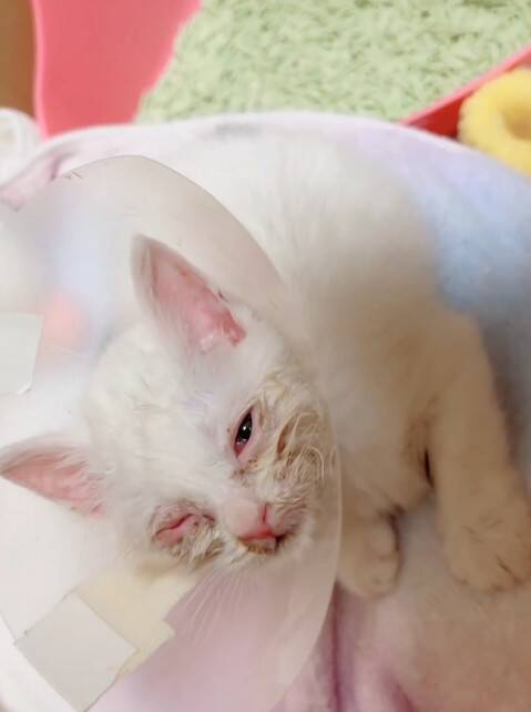 「目が開かない」ボロボロの子猫を保護。18年間、子猫を救ってきた女性が“2匹とも家族”にした理由