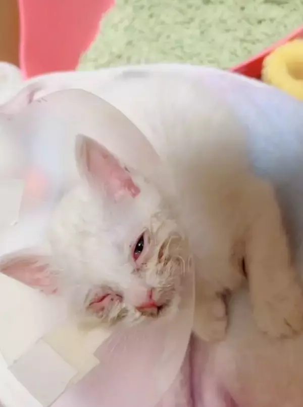 「「目が開かない」ボロボロの子猫を保護。18年間、子猫を救ってきた女性が“2匹とも家族”にした理由」の画像