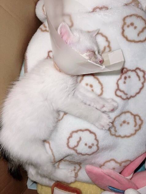 「目が開かない」ボロボロの子猫を保護。18年間、子猫を救ってきた女性が“2匹とも家族”にした理由