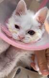 「「目が開かない」ボロボロの子猫を保護。18年間、子猫を救ってきた女性が“2匹とも家族”にした理由」の画像5