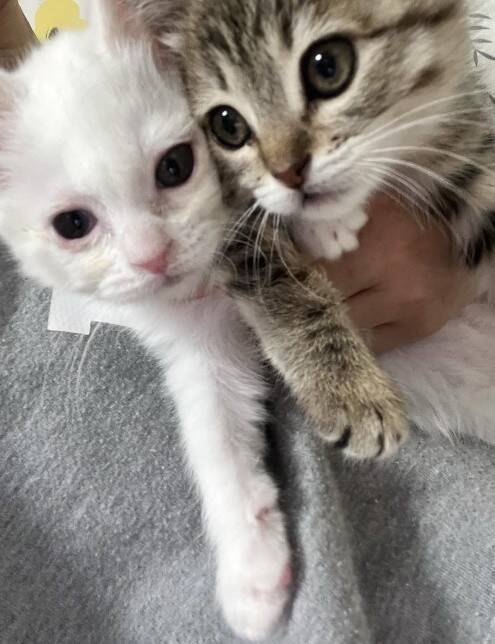 「目が開かない」ボロボロの子猫を保護。18年間、子猫を救ってきた女性が“2匹とも家族”にした理由