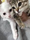 「「目が開かない」ボロボロの子猫を保護。18年間、子猫を救ってきた女性が“2匹とも家族”にした理由」の画像7