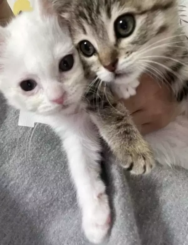 「「目が開かない」ボロボロの子猫を保護。18年間、子猫を救ってきた女性が“2匹とも家族”にした理由」の画像