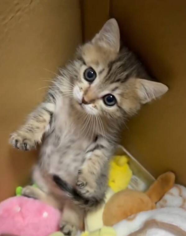 「目が開かない」ボロボロの子猫を保護。18年間、子猫を救ってきた女性が“2匹とも家族”にした理由