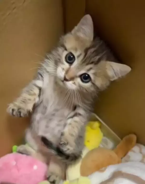 「「目が開かない」ボロボロの子猫を保護。18年間、子猫を救ってきた女性が“2匹とも家族”にした理由」の画像