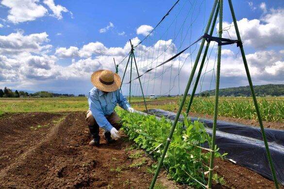 休日のたびに実家に帰る夫にウンザリ。“農業の手伝い”は真っ赤なウソで…／結婚人気記事BEST