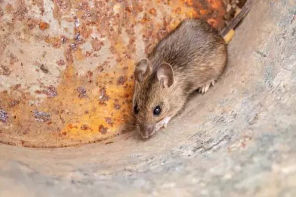 「義母がお雑煮に入れる「まさかのモノ」にゾゾッ…子どもに絶対食べさせたくない！／2025 人気記事top5」の画像