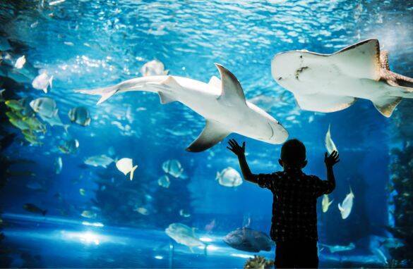 「ディズニー連れてってやる」孫と約束しては“また今度”を繰り返す義父。モヤモヤしていたら…6歳児の“素朴な疑問”で変化が訪れた