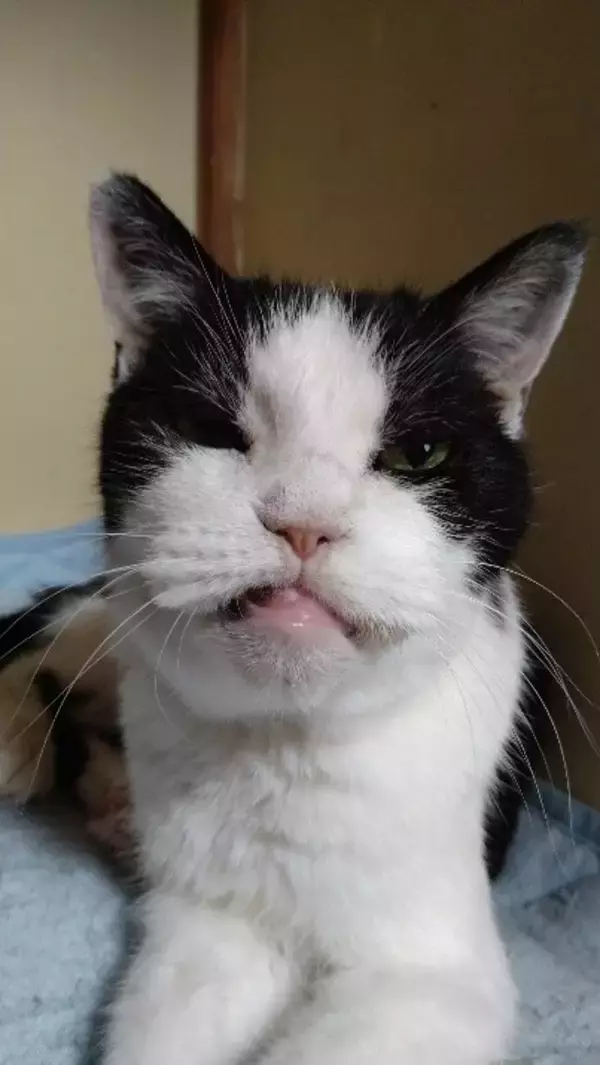 22年前に保護した野良の子猫→今年、大往生。飼い主と愛猫だけが知る“真夜中の思い出”に感動