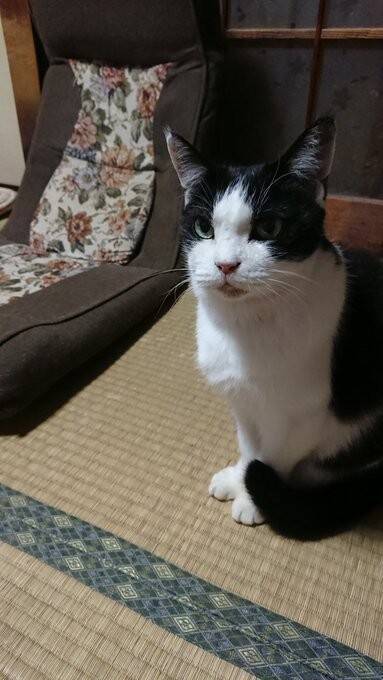 22年前に保護した野良の子猫→今年、大往生。飼い主と愛猫だけが知る“真夜中の思い出”に感動