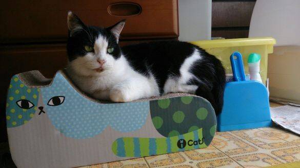 22年前に保護した野良の子猫→今年、大往生。飼い主と愛猫だけが知る“真夜中の思い出”に感動