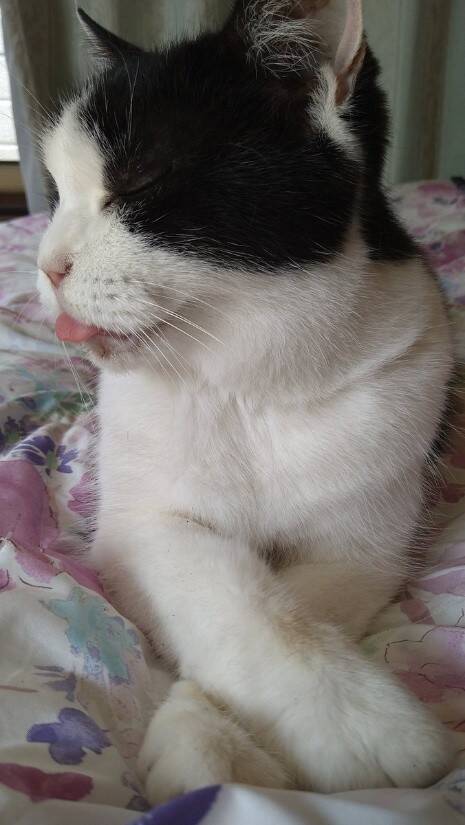 22年前に保護した野良の子猫→今年、大往生。飼い主と愛猫だけが知る“真夜中の思い出”に感動