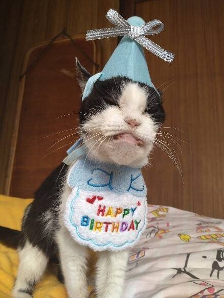 22年前に保護した野良の子猫→今年、大往生。飼い主と愛猫だけが知る“真夜中の思い出”に感動