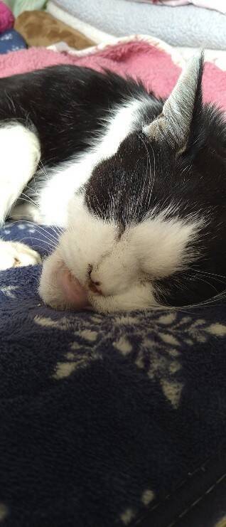 22年前に保護した野良の子猫→今年、大往生。飼い主と愛猫だけが知る“真夜中の思い出”に感動