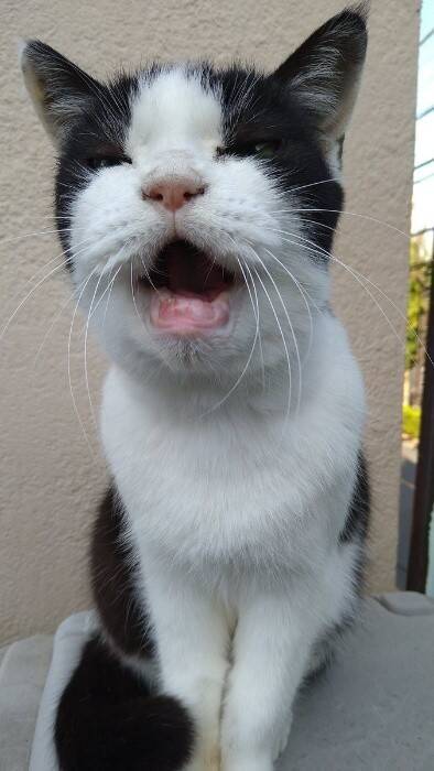 22年前に保護した野良の子猫→今年、大往生。飼い主と愛猫だけが知る“真夜中の思い出”に感動