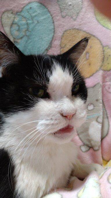 22年前に保護した野良の子猫→今年、大往生。飼い主と愛猫だけが知る“真夜中の思い出”に感動