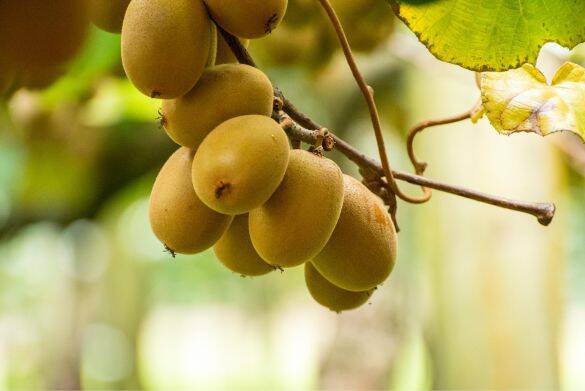 「キウイを朝食べてはダメ？」誤情報はなぜ広まってしまったのか…トップ研究者が“地道な戦い”を続ける理由