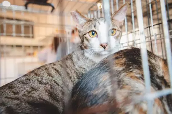 「「高齢者はペットを飼ってはいけないのか」殺処分40万頭の矛盾から獣医師が考えた“万が一の仕組み”とは」の画像