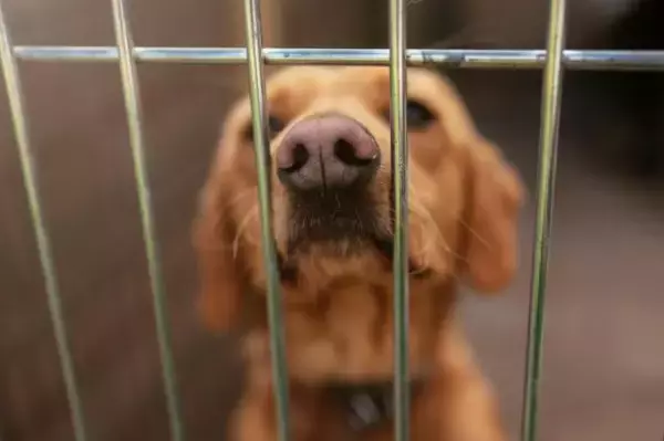 「「高齢者はペットを飼ってはいけないのか」殺処分40万頭の矛盾から獣医師が考えた“万が一の仕組み”とは」の画像