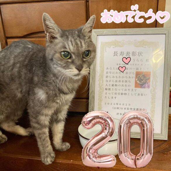 「アタシを連れてけ」とアピールしてきた猫をお迎え→“20年のニャン生の最期”におきた奇跡に感動