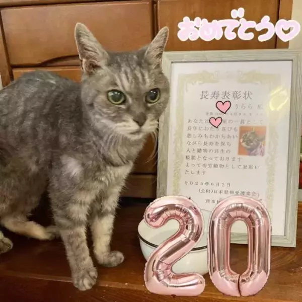 「「アタシを連れてけ」とアピールしてきた猫をお迎え→“20年のニャン生の最期”におきた奇跡に感動」の画像