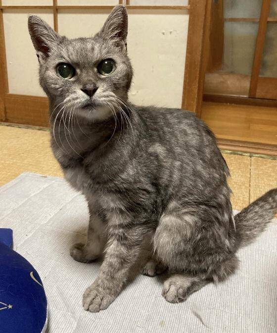 「アタシを連れてけ」とアピールしてきた猫をお迎え→“20年のニャン生の最期”におきた奇跡に感動