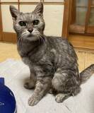 「「アタシを連れてけ」とアピールしてきた猫をお迎え→“20年のニャン生の最期”におきた奇跡に感動」の画像11