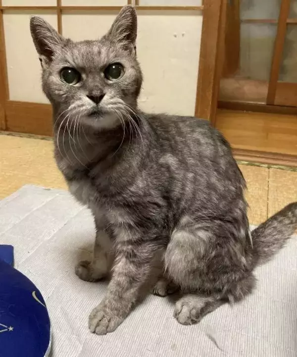 「「アタシを連れてけ」とアピールしてきた猫をお迎え→“20年のニャン生の最期”におきた奇跡に感動」の画像