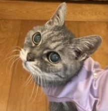 「アタシを連れてけ」とアピールしてきた猫をお迎え→“20年のニャン生の最期”におきた奇跡に感動