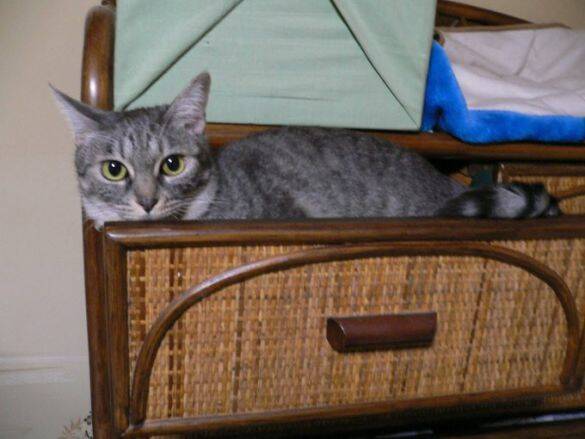 「アタシを連れてけ」とアピールしてきた猫をお迎え→“20年のニャン生の最期”におきた奇跡に感動