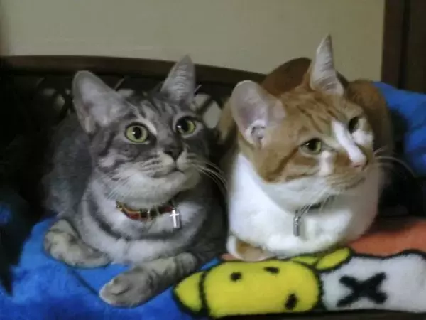 「「アタシを連れてけ」とアピールしてきた猫をお迎え→“20年のニャン生の最期”におきた奇跡に感動」の画像