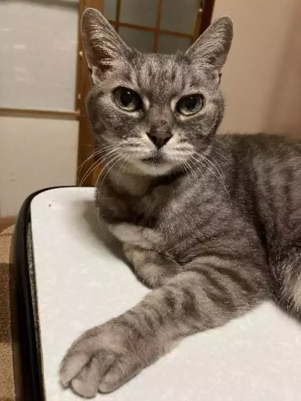 「「アタシを連れてけ」とアピールしてきた猫をお迎え→“20年のニャン生の最期”におきた奇跡に感動」の画像