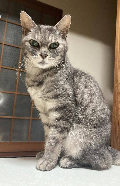 「アタシを連れてけ」とアピールしてきた猫をお迎え→“20年のニャン生の最期”におきた奇跡に感動