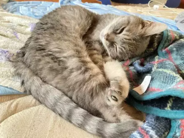 「「アタシを連れてけ」とアピールしてきた猫をお迎え→“20年のニャン生の最期”におきた奇跡に感動」の画像