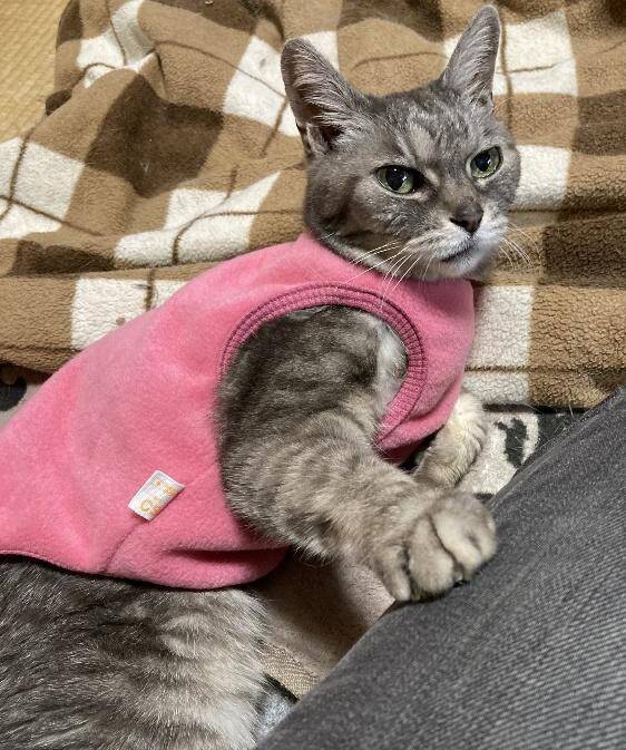 「アタシを連れてけ」とアピールしてきた猫をお迎え→“20年のニャン生の最期”におきた奇跡に感動