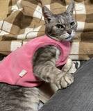 「「アタシを連れてけ」とアピールしてきた猫をお迎え→“20年のニャン生の最期”におきた奇跡に感動」の画像8